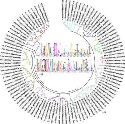 Analysis of Key Genes Involved in Potato Anthocyanin Biosynthesis Based on Genomics and Transcriptomics Data